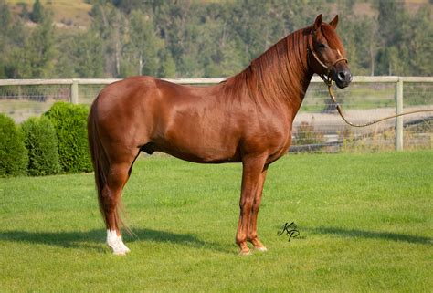 Peruvian Paso Horse