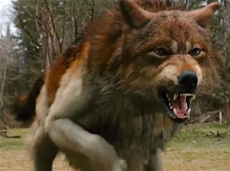 Twilight films prompt 120% increase in abandoned ‘wolf dogs’ | The ...