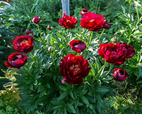 Peony 'Buckeye Belle' bare roots — Buy red peonies online at Farmer ...