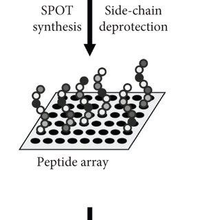 Image result for Peptide Microarray Synthesis