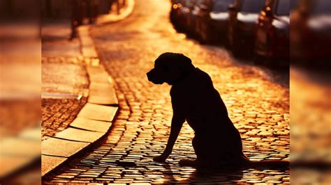 Missing dog reunited with owner by Apple AirTag | Times Now
