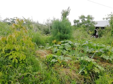 Natural Farming Methods 的图像结果