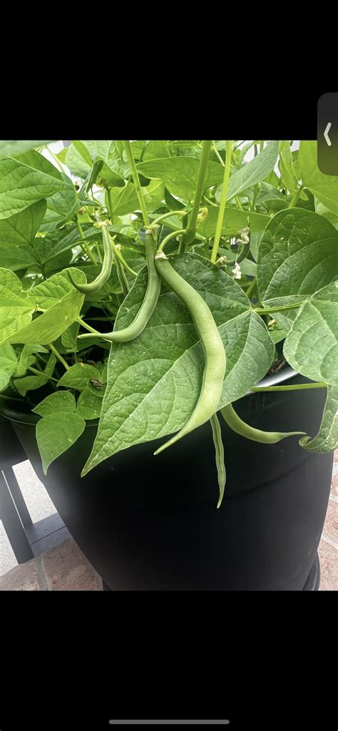 Help! Pale green/yellow green beans. : r/gardening