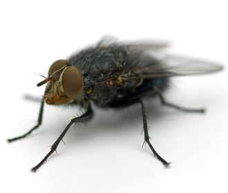 Common Fly Species | Rentokil PCI