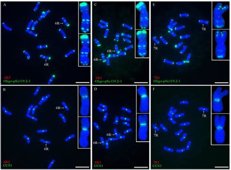 Centromere-Specific Single-Copy Sequences of Secale Species