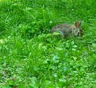 Image result for Pet Rabbit Back Yard