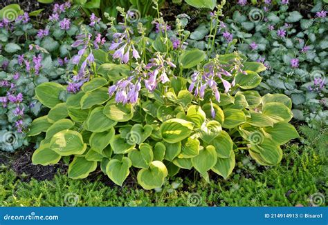Hosta Golden Tiara with Yellow and Green Leaves in the Garden . Stock ...