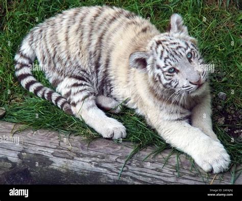 Baby white tiger hi-res stock photography and images - Alamy