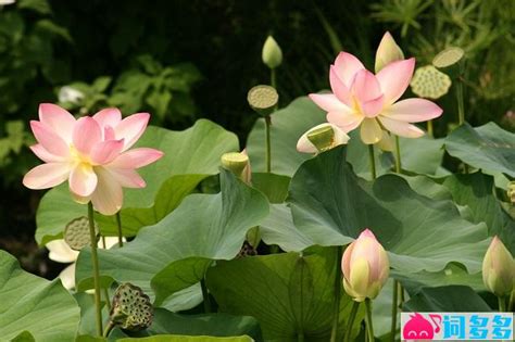 晏几道《蝶恋花·笑艳秋莲生绿浦》全文及鉴赏 - 词多多