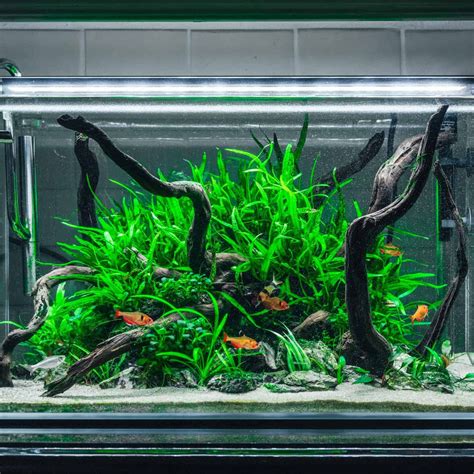 Low‑Tech Planted Aquarium Setup in India: No CO₂, No Problem – Best4Pets