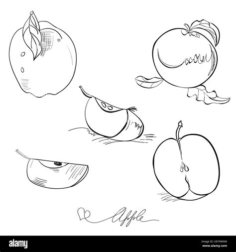 Sketch of apple Stock Vector Image & Art - Alamy