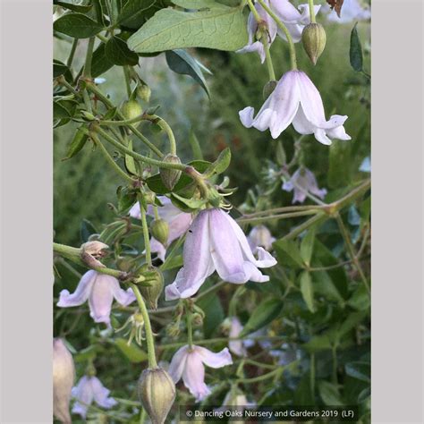 Clematis campaniflora, Bellflower Clematis – Dancing Oaks Nursery and ...