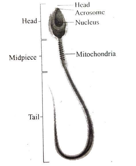 Sperm Diagram