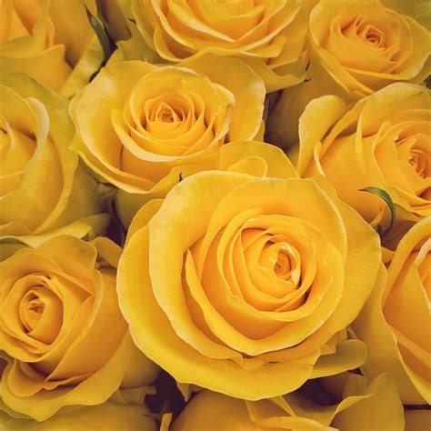 What Is Meaning Of Yellow Roses at Sean Freeleagus blog