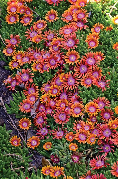 FIRE SPINNER® - Hardy Ice Plant - Delosperma hybrida | Proven Winners