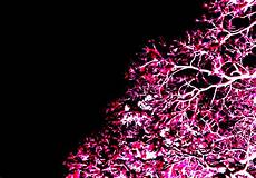 Neon Wallpaper Pink by Neon Pink Wallpaper Wallpapersafari Neon Wallpaper Pink