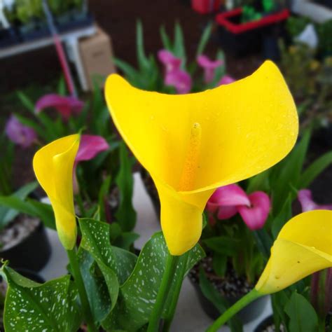 Calla Lilies | ESP Nursery