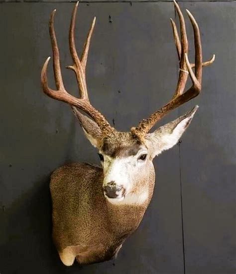 2024 Fall Hunting Classic Seminar series: Deer Hunting in California ...