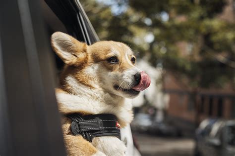 Uber Pet arrives in Hong Kong! | Uber Newsroom