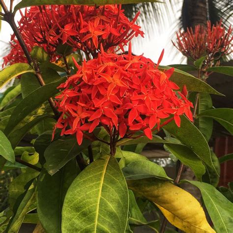 Oxygen Forest | Gift Plants