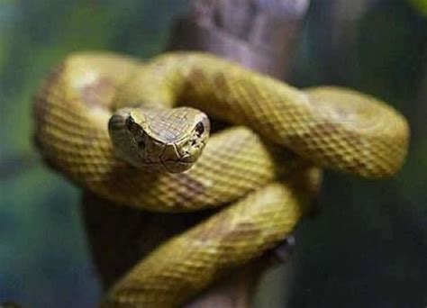 中国十大毒蛇排名，看看中国最毒的蛇是什么蛇？ - 知乎
