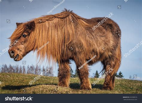 1,718 Long Fur Horses Images, Stock Photos & Vectors | Shutterstock