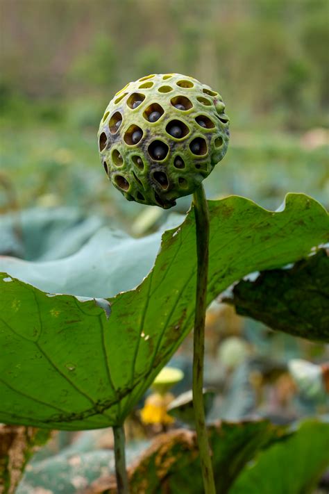Close-up of Dried Lotus Seed Pod in Hoi An · Free Stock Photo