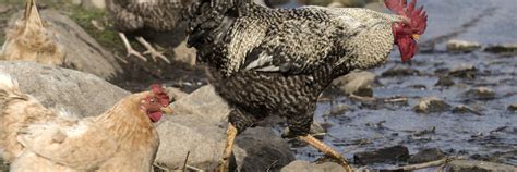 Farm Animal Welfare for Better Public Health - FOUR PAWS International ...
