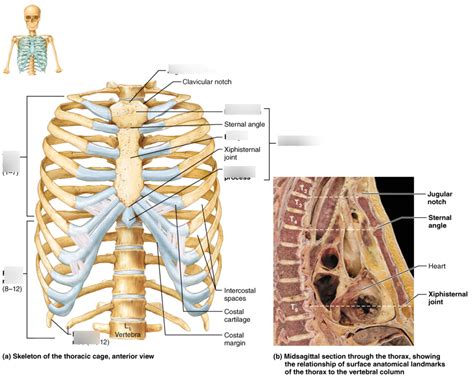 Thorax Function 的图像结果