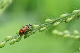 Image result for Good Morning Ladybug