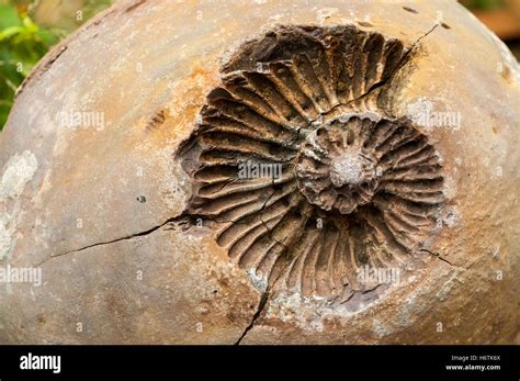 Rezultat imagine pentru Shell Fossil