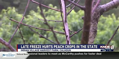 NELA crops suffer following heavy rains and late freeze
