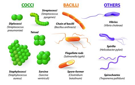 Image result for Classification of Bacteria