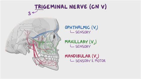 Maxillary Nerve Branches