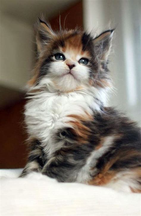 Calico Cats For Sale Near Me - Property & Real Estate for Rent