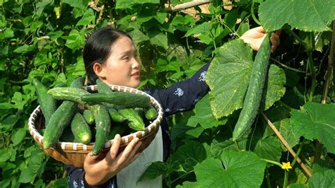 阳台种黄瓜，就用“放心料”，节节开花结满瓜，孩子想吃随手摘