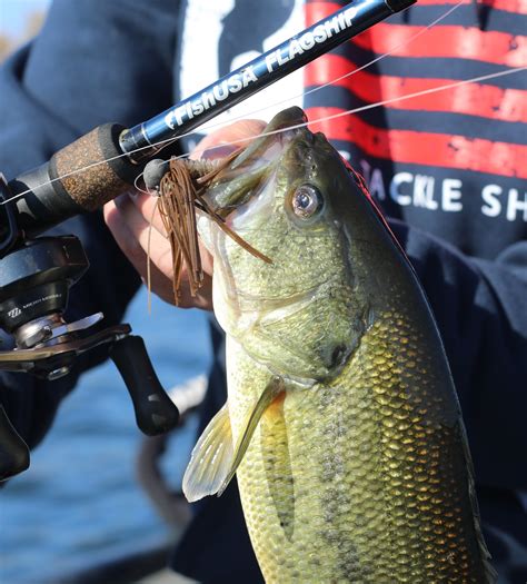 What Do Bass Eat? A Complete Guide to Bass Diet and Feeding Habits ...