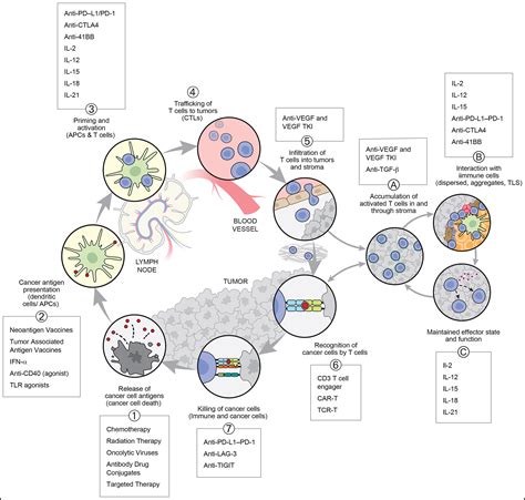 The cancer-immunity cycle: Indication, genotype, and immunotype: Immunity