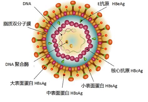病毒体的基本结构_病毒体的基本结构由什么构成又称_微信公众号文章