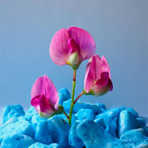 Camilla+Araujo+Pink+Pic Photos, Download The BEST Free Camilla+Araujo ...