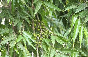 Plantzoin Ashok Plant Price in India - Buy Plantzoin Ashok Plant online ...