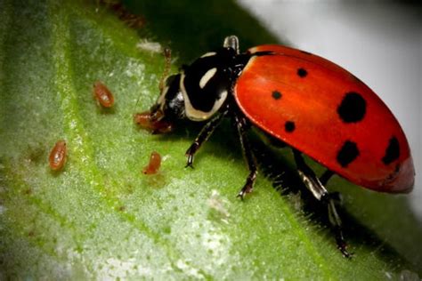 Top 5 Insects & Worms That Benefit Your Plants – TrustBasket