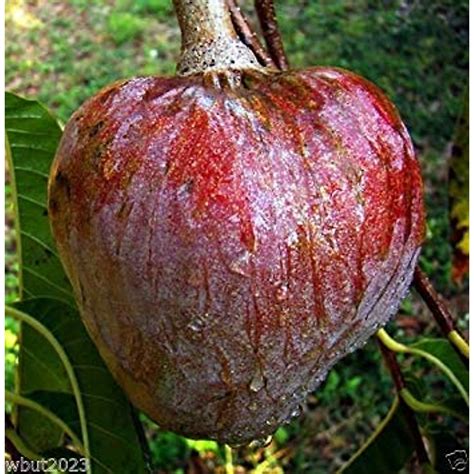 Buy Red Custard Apple Tree Seeds - Rare 10 Pack
