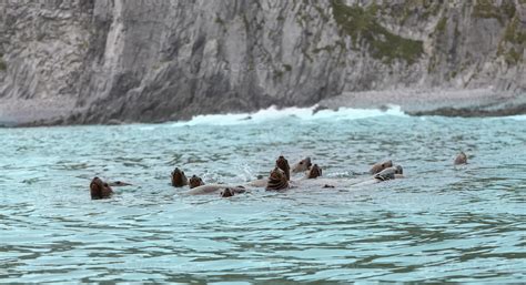 Rookery Steller sea lions. Island in Pacific Ocean near Kamchatka Peninsula. 16902397 Stock ...