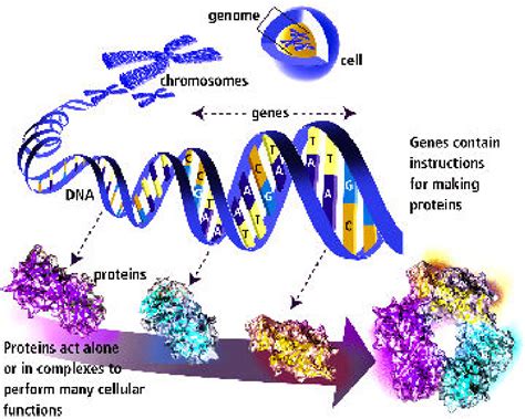 Image result for Solid Sequencing Explained