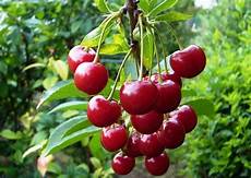 Tart Cherry Pie Pretty Simple Decoration Eurasian Vibe by Tart Cherry Pie And Pretty Simple Decoration With Eurasian Tart Cherry Pie Pretty Simple Decoration Eurasian Vibe