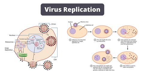 Viral Pathogenesis Definition, Mechanisms, Factors - Biology Notes Online