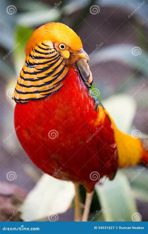 Beautiful Male Golden Pheasant Bird Stock Image - Image of yellow, beak ...