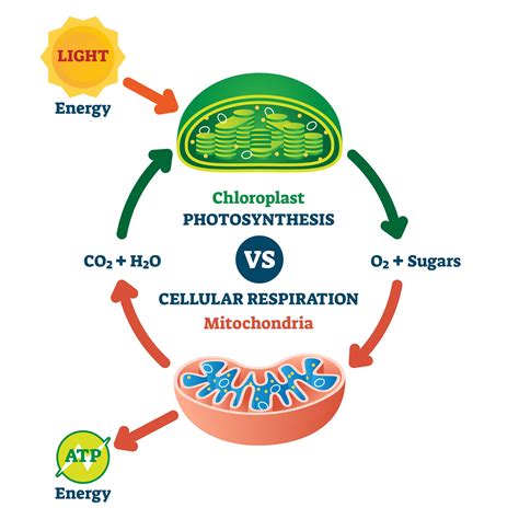 Relationship between Photosynthesis and Cellular Respiration ...