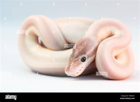 Image result for Purple Python Snake